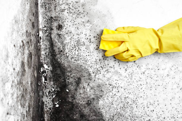 Best Best Mold Removal Companies  in Butte, MT