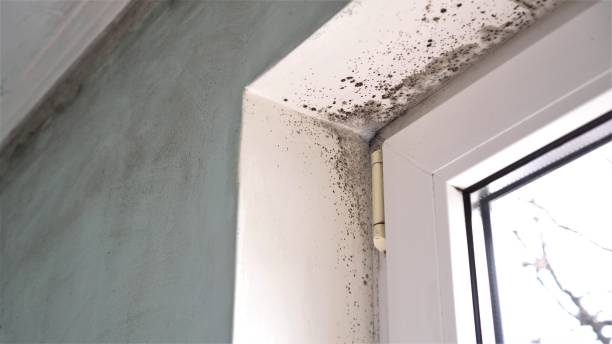 Best Mold Testing  in Butte, MT