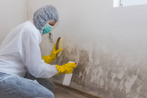 Butte, MT Mold Removal Company