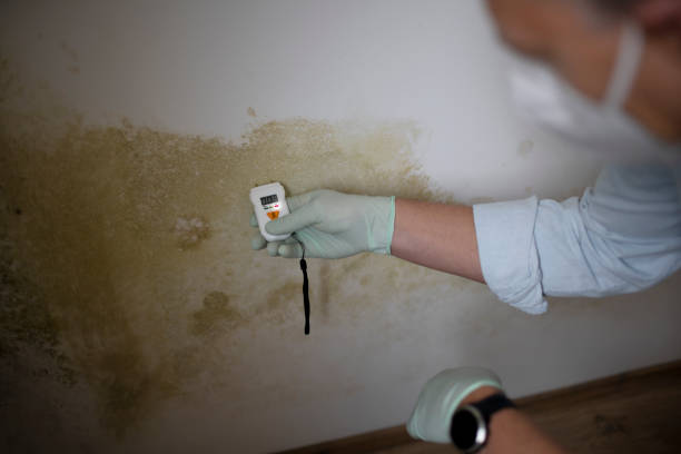 Best Professional Mold Removal  in Butte, MT
