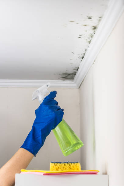 Best Mold Cleaning Services  in Butte, MT
